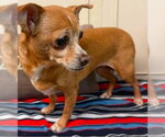 Small #2 Chihuahua
