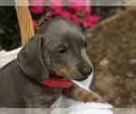 Small Photo #1 Dachshund Puppy For Sale in LOBELVILLE, TN, USA
