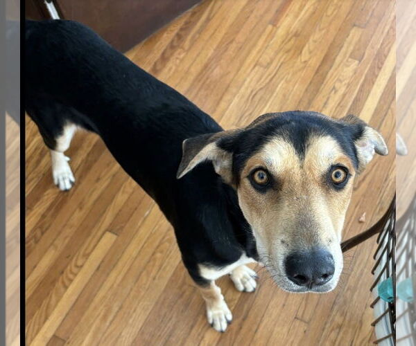 Medium Photo #2 Doberman Pinscher-Unknown Mix Puppy For Sale in Los Angeles, CA, USA