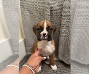 Boxer Puppy for sale in MANCHESTER, CT, USA