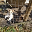 Small Photo #5 Collie Puppy For Sale in TERRY, MS, USA