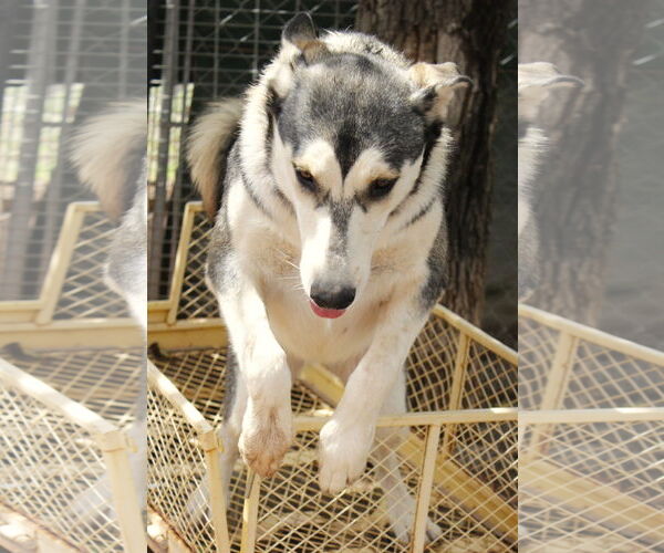 Medium Photo #12 Siberian Husky-Unknown Mix Puppy For Sale in Cedar Crest, NM, USA