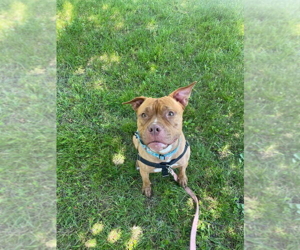 Medium Photo #2 American Staffordshire Terrier Puppy For Sale in Lawrenceville, NJ, USA