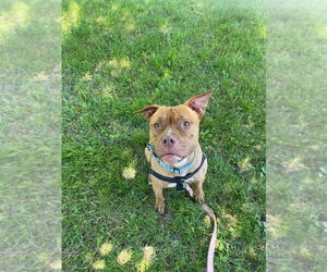 Fiona - Female American Staffordshire Terrier Dog for Adoption - Photo #2