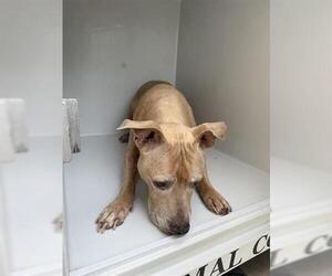 Staffordshire Bull Terrier Dogs for adoption in Houston, TX, USA