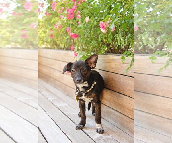 Medium Photo #15 Chiweenie Puppy For Sale in Sandy, UT, USA