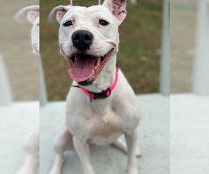 American Pit Bull Terrier Dogs for adoption in Virginia Beach, VA, USA