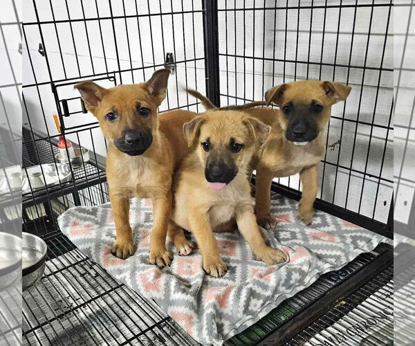 Medium Photo #7 German Shepherd Dog Puppy For Sale in GILBERTS, IL, USA