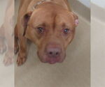 Small Staffordshire Bull Terrier Mix