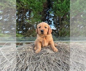 Golden Retriever Puppy for sale in LATTA, SC, USA