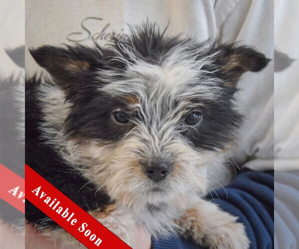 Medium Photo #1 Mutt Puppy For Sale in Huntley, IL, USA