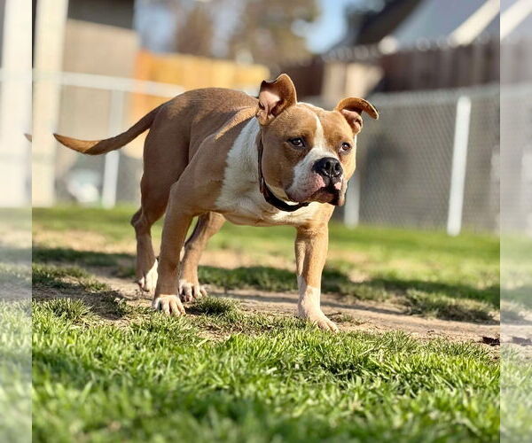 Medium Photo #4 Mutt Puppy For Sale in Visalia, CA, USA