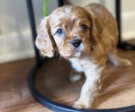 Puppy Puppy 5 Cavalier King Charles Spaniel