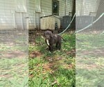 Small Photo #3 German Shorthaired Lab Puppy For Sale in BLACKWELL, TX, USA
