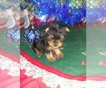 Small Photo #11 Yorkshire Terrier Puppy For Sale in LAPEER, MI, USA