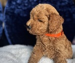 Small #2 Goldendoodle (Miniature)