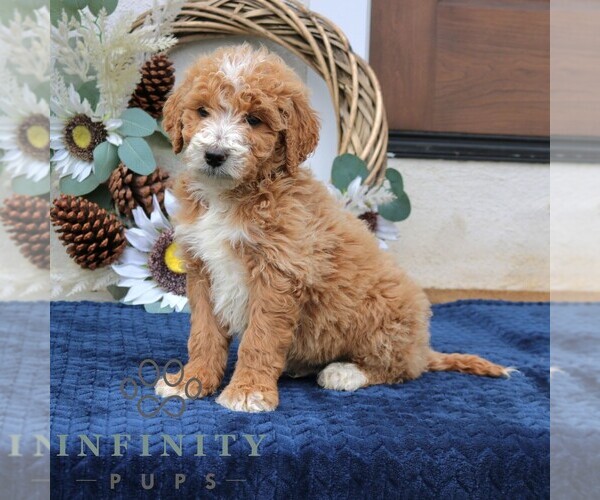 Medium Photo #1 Goldendoodle (Miniature) Puppy For Sale in NARVON, PA, USA