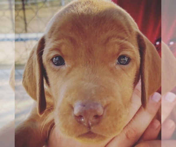 Medium Photo #10 Vizsla Puppy For Sale in AGUA DULCE, CA, USA