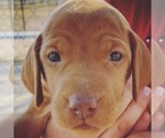 Small Photo #10 Vizsla Puppy For Sale in AGUA DULCE, CA, USA