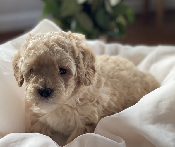 Medium Photo #1 Labradoodle Puppy For Sale in CONOVER, NC, USA