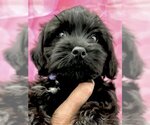 Small Photo #1 Cocker Spaniel-Unknown Mix Puppy For Sale in Sherman Oaks, CA, USA
