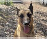 Small #1 German Shepherd Dog