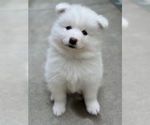 Small Photo #4 Samoyed Puppy For Sale in SACRAMENTO, CA, USA