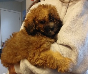 Maltipoo (Toy) Puppy for sale in BURLINGTON, MA, USA