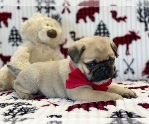 Pug Puppy for sale in LANCASTER, PA, USA