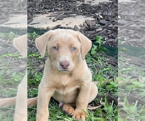 Labrador Retriever Puppy for Sale in LEASBURG, Missouri USA