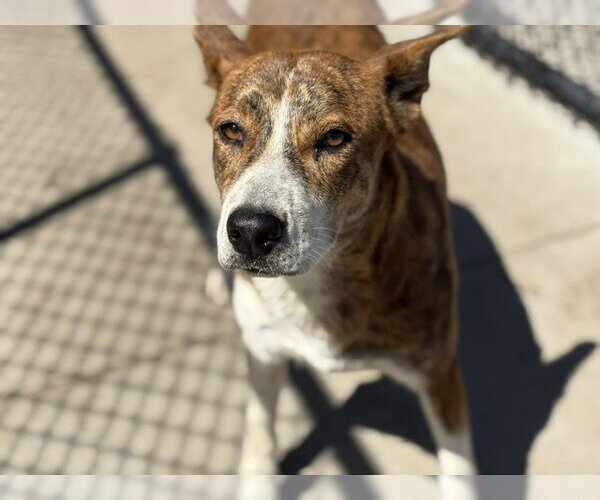 Medium Photo #1 Mutt Puppy For Sale in Tulsa, OK, USA