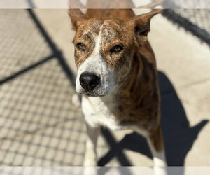 Mutt Dogs for adoption in Tulsa, OK, USA