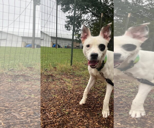 Medium Photo #5 Mutt Puppy For Sale in Rustburg, VA, USA