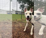 Small Photo #5 Mutt Puppy For Sale in Rustburg, VA, USA