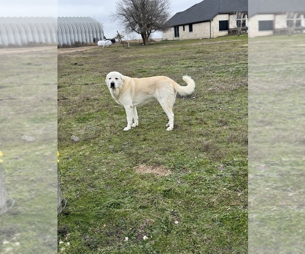 Medium Photo #1 Great Pyrenees Puppy For Sale in CREEDMOOR, TX, USA