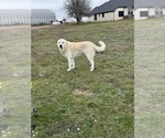 Small Photo #1 Great Pyrenees Puppy For Sale in CREEDMOOR, TX, USA