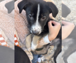 Small #8 Mutt
