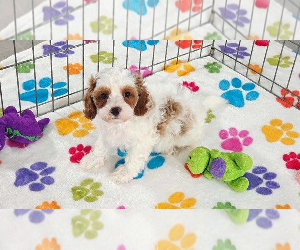 Medium Photo #3 Cavapoo (Miniature)-Poodle (Toy) Mix Puppy For Sale in ORO VALLEY, AZ, USA