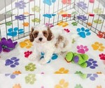 Small #2 Cavapoo (Miniature)-Poodle (Toy) Mix