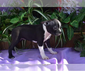 Boston Terrier Puppy for sale in MILLERSBURG, OH, USA