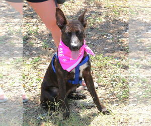 Border Collie-Dutch Shepherd Mix Dogs for adoption in Bandera, TX, USA