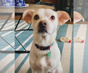 Chihuahua Dogs for adoption in Bellevue, WA, USA