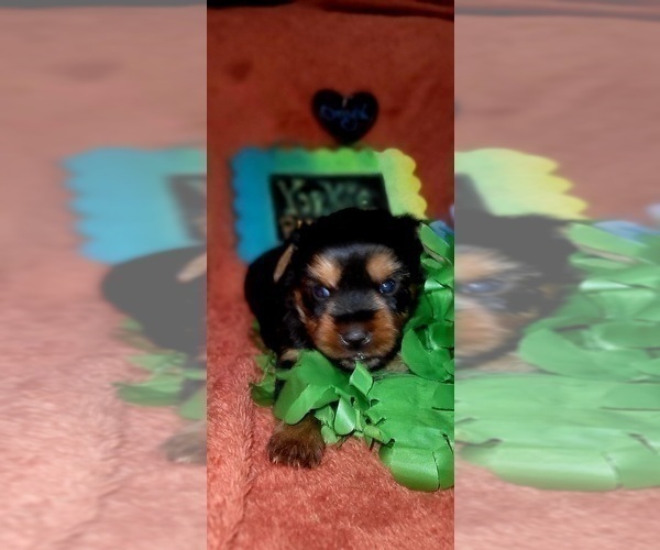 Medium Photo #215 Yorkshire Terrier Puppy For Sale in AKRON, OH, USA
