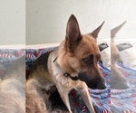 Small Photo #1 German Shepherd Dog Puppy For Sale in FORT WAYNE, IN, USA