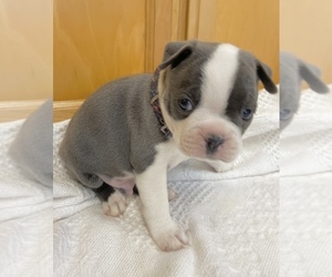 Boston Terrier Puppy for sale in OROVILLE, CA, USA