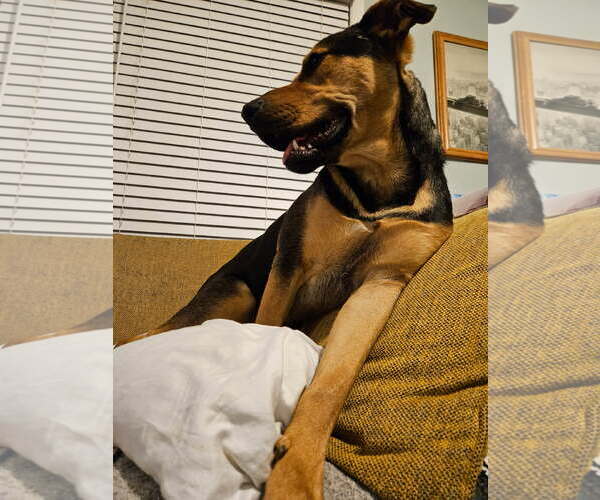 Medium Photo #3 Shepradors Puppy For Sale in LOGANVILLE, GA, USA