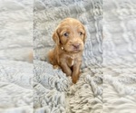 Puppy Hedwig Double Doodle
