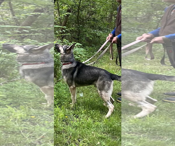 Medium Photo #8 German Shepherd Dog Puppy For Sale in Centreville, VA, USA