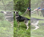 Small #7 German Shepherd Dog