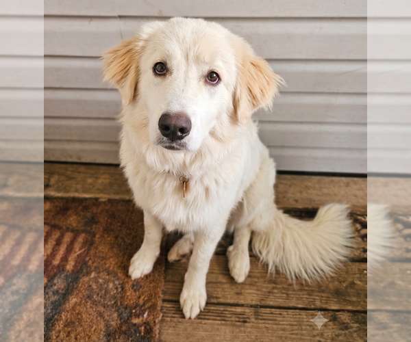 Medium Photo #2 Great Pyrenees-Retriever  Mix Puppy For Sale in Grovertown, IN, USA